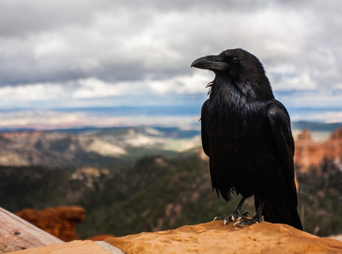 What is a crow in mining: Ravencoin