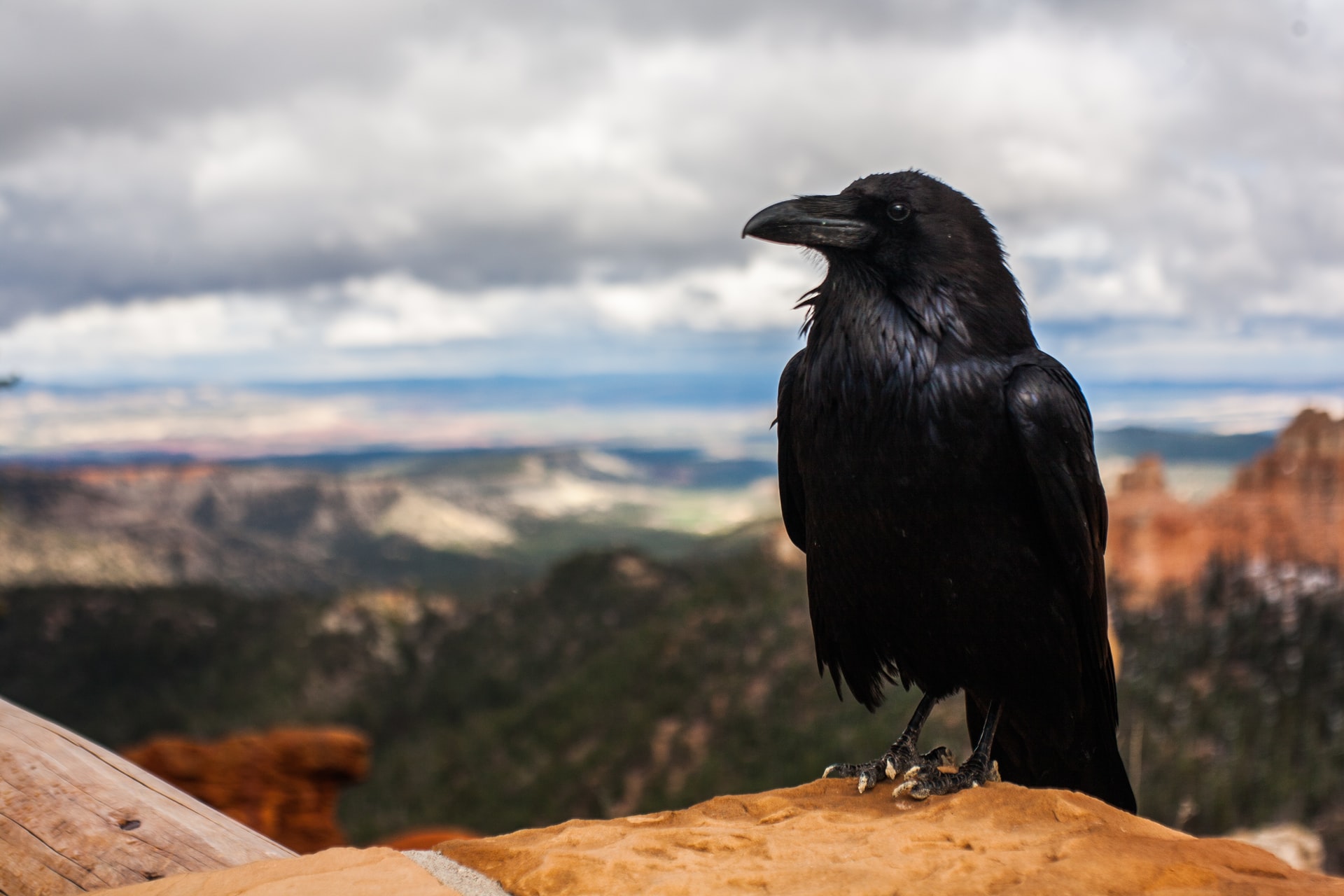 What is a crow in mining: Ravencoin